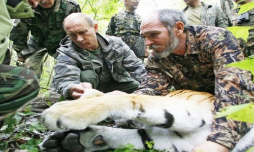 Тигр Путина сбежал в Китай –ФОТО