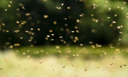 Gardener killed and another fighting for his life after attack from 800,000 bees
