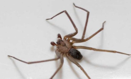 5000 пауков выселили семью из дома- ФОТО