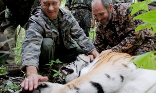 Выпущенный Путиным на волю тигр напал на китайский курятник