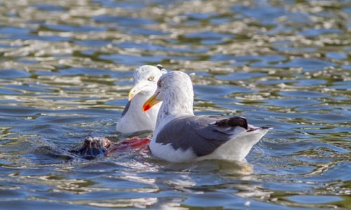 Killer seagull spotted drowning pigeons and EATING them - PHOTO+VIDEO
