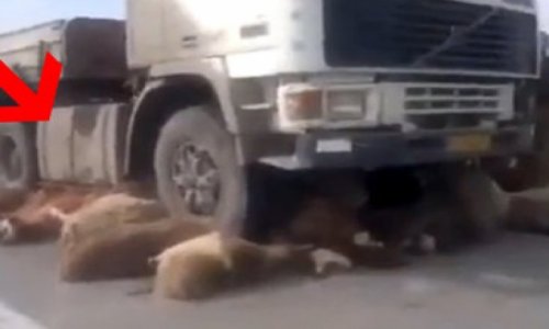 Man Kills Goats With Truck - VIDEO