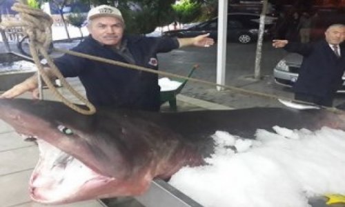 У берегов Стамбула выловили акулу весом 850 кг -ФОТО