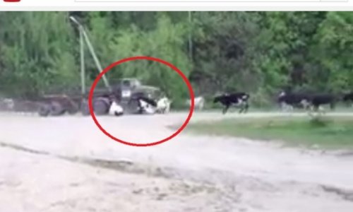The Car Kills 10 Cows - VIDEO
