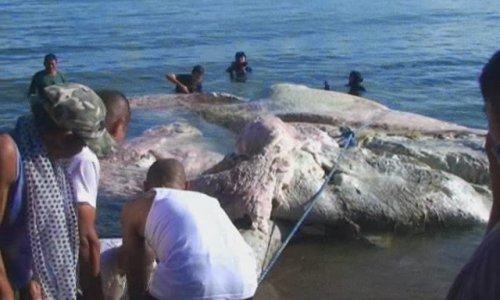 Гигантское морское существо выбросило мертвым на берег- ФОТО+ВИДЕО