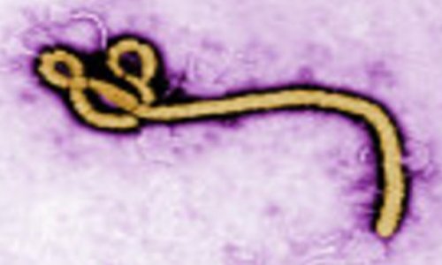 ВОЗ составила список стран с повышенным риском распространения Эболы