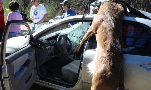 WARNING! Animals on the Road. Compilation - VIDEO