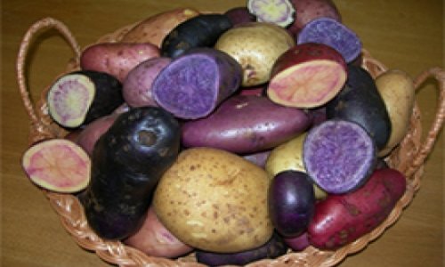 Ученые представили цветную картошку