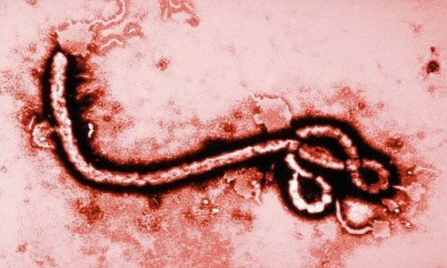 Вирусу Эбола 23 миллиона лет