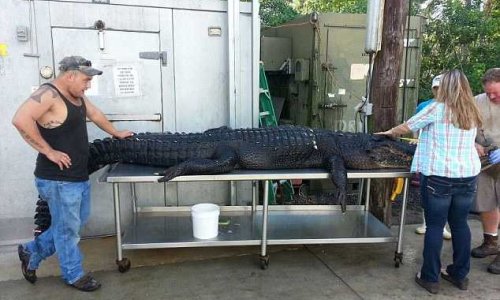 Охотники голыми руками одолели 4-метрового крокодила- ФОТО