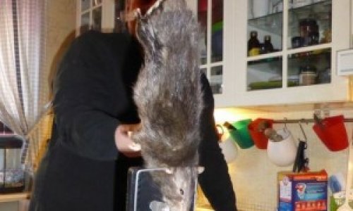 В частном доме поймана крыса длиной 40 сантиметров- ФОТО