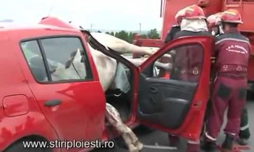 Accident horse in car - PHOTO+VIDEO