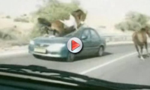Horse runs over a car - VIDEO