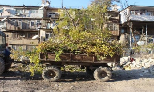 Протесты против вырубки деревьев в Сумгаите - ВИДЕО + ФОТО