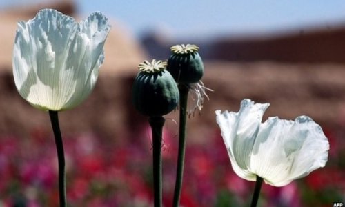 Afghanistan opium harvest at record high as Nato withdraws