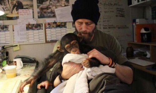 Детеныш шимпанзе растрогал врачей- ФОТО