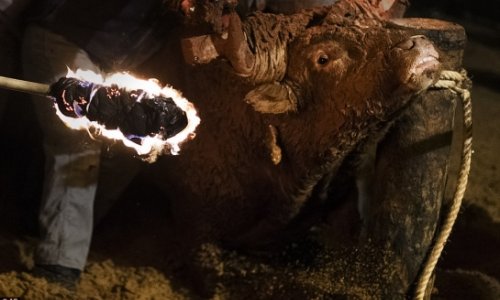 Horror at Spanish festival where live animals are set on fire - PHOTO+VIDEO