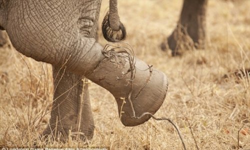 Elephant herd works together to help out - PHOTO+VIDEO