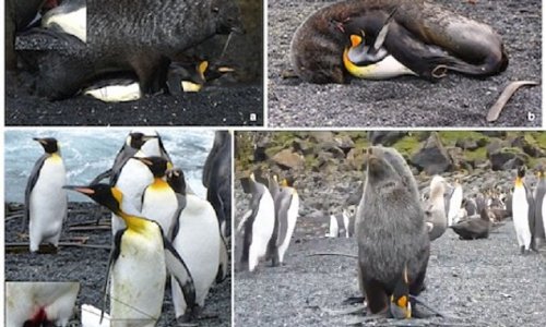 Why are seals having sex with PENGUINS? - PHOTO+VIDEO