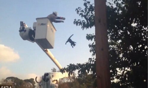 Firefighter HURLS a cat after rescuing it from the top of utility pole - VIDEO