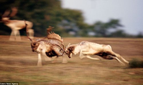 Rutting season in all its glory - PHOTO