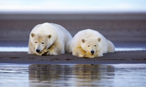 Arctic sunset bathes family of polar bears - PHOTO