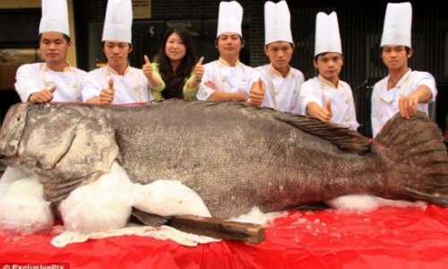 Fishermen catch giant grouper weighing 341.5 kilograms PHOTO