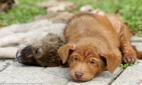 Puppy refuses to leave the side of his sister after she is killed by a car