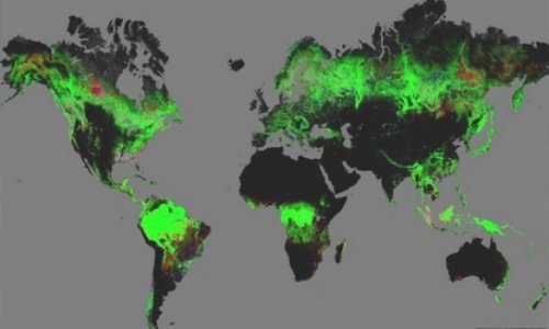 Forest change mapped by Google Earth