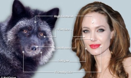 Angelina really is a foxy lady