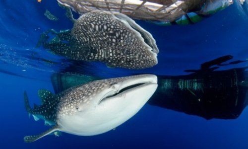 Text message saves trapped whale shark