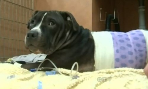 Mystery donor pays for hero dog’s vet bill