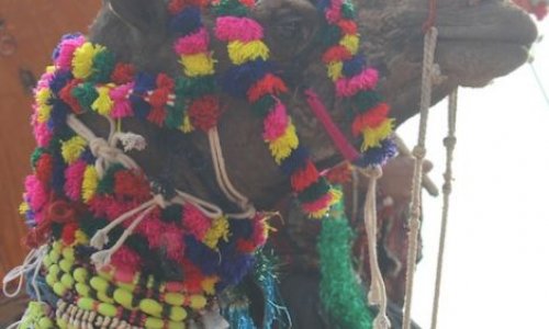 Indians bedeck camels in beads and jewelry to find the world's prettiest - PHOTO