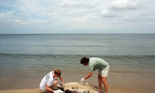 Virus responsible for killing almost 800 dolphins found in four whale deaths PHOTO