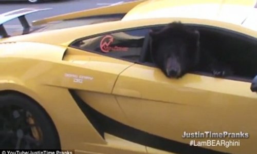 Pranksters stop traffic in L.A. with Yogi the brown bear in a Lamborghini - PHOTO+VIDEO