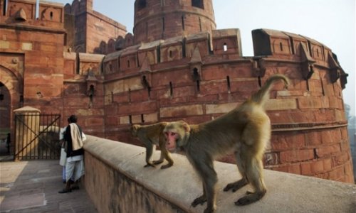 India's monkeys 'to be put on the pill'