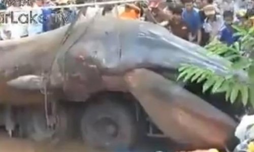 Strange sea-monster corpse found on coast of Vietnam - VIDEO