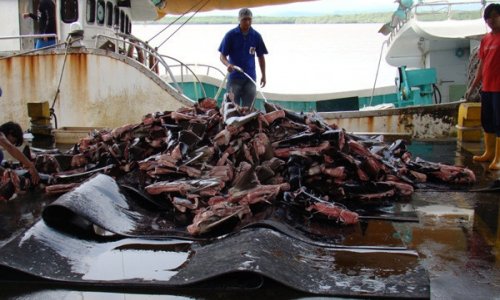 Shark-finning tactic lets costa rican fishermen exploit legal loophole - PHOTO