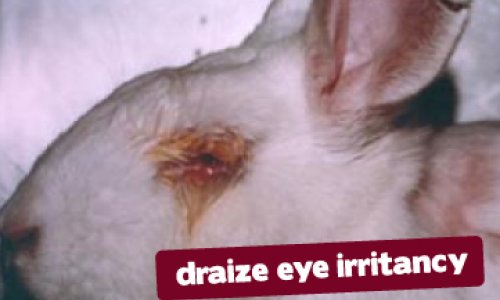 Cosmetic animal testing experiments pictures - PHOTO