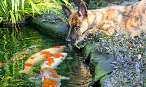 Dog sparks bizarre friendship with giant goldfish - PHOTO