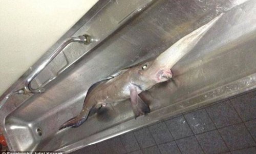 Long-nosed fish that lives 3,000ft below the ocean is caught PHOTO+VIDEO