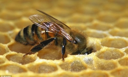 Can honey bees really be trained to detect cancer in ten minutes?