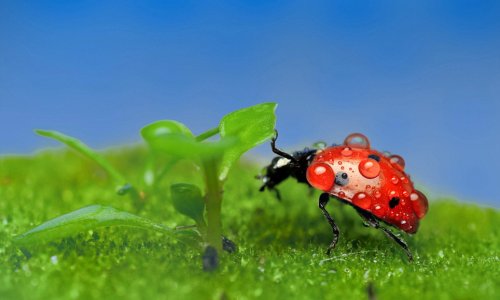 Photographer captures the tiny world of insects in crystal-clear detail - PHOTO