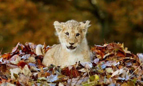 Adorable lion cub Karis loves playing with Autumn leaves - PHOTO