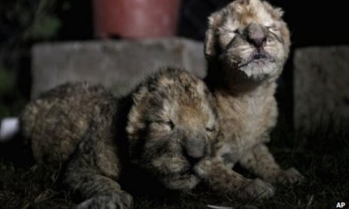 Lion cubs born in Gaza zoo die two days after birth