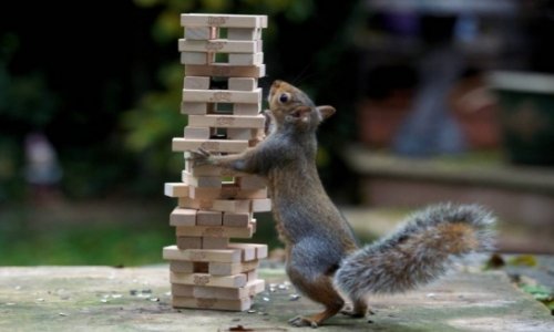 Squirrel ruins family’s game of Jenga while looking for popcorn - PHOTO