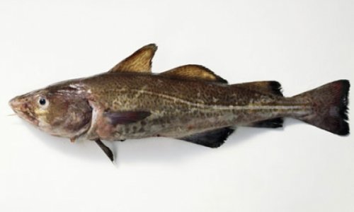 The stealth tax that says to hell with North Sea cod stocks