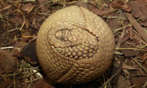 Shy baby armadillo finally opens up to greet the world - PHOTO