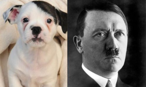 Patch the puppy is a dead ringer for the Fuhrer - PHOTO