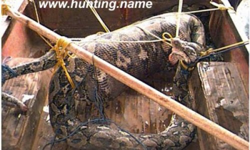 Snake eats pig alive - PHOTO+VIDEO